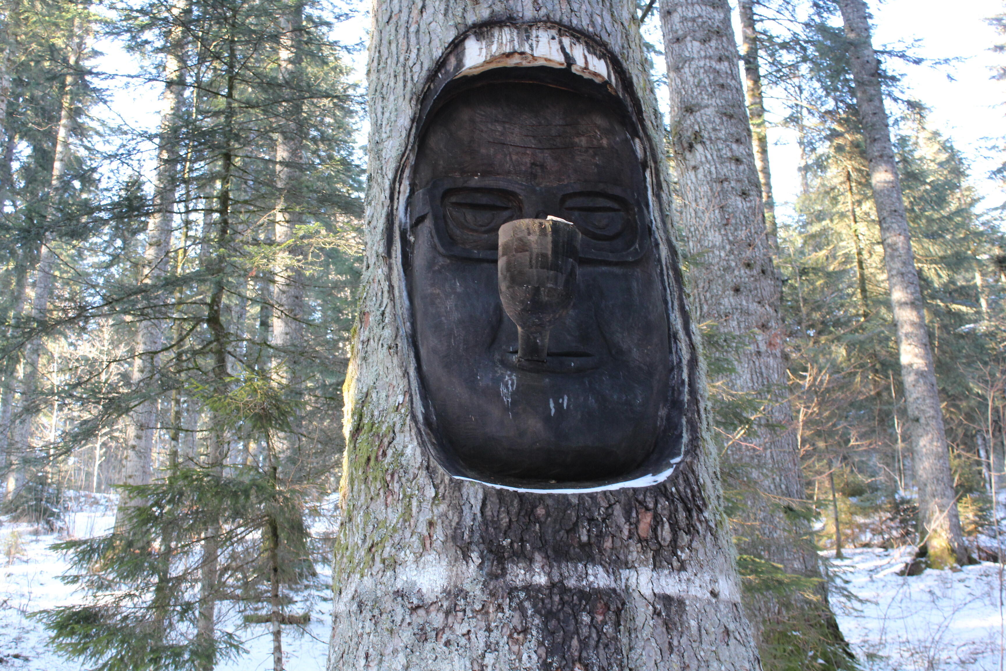Sapin Président aux Fourgs  Ⓒ  Thibaud Rota