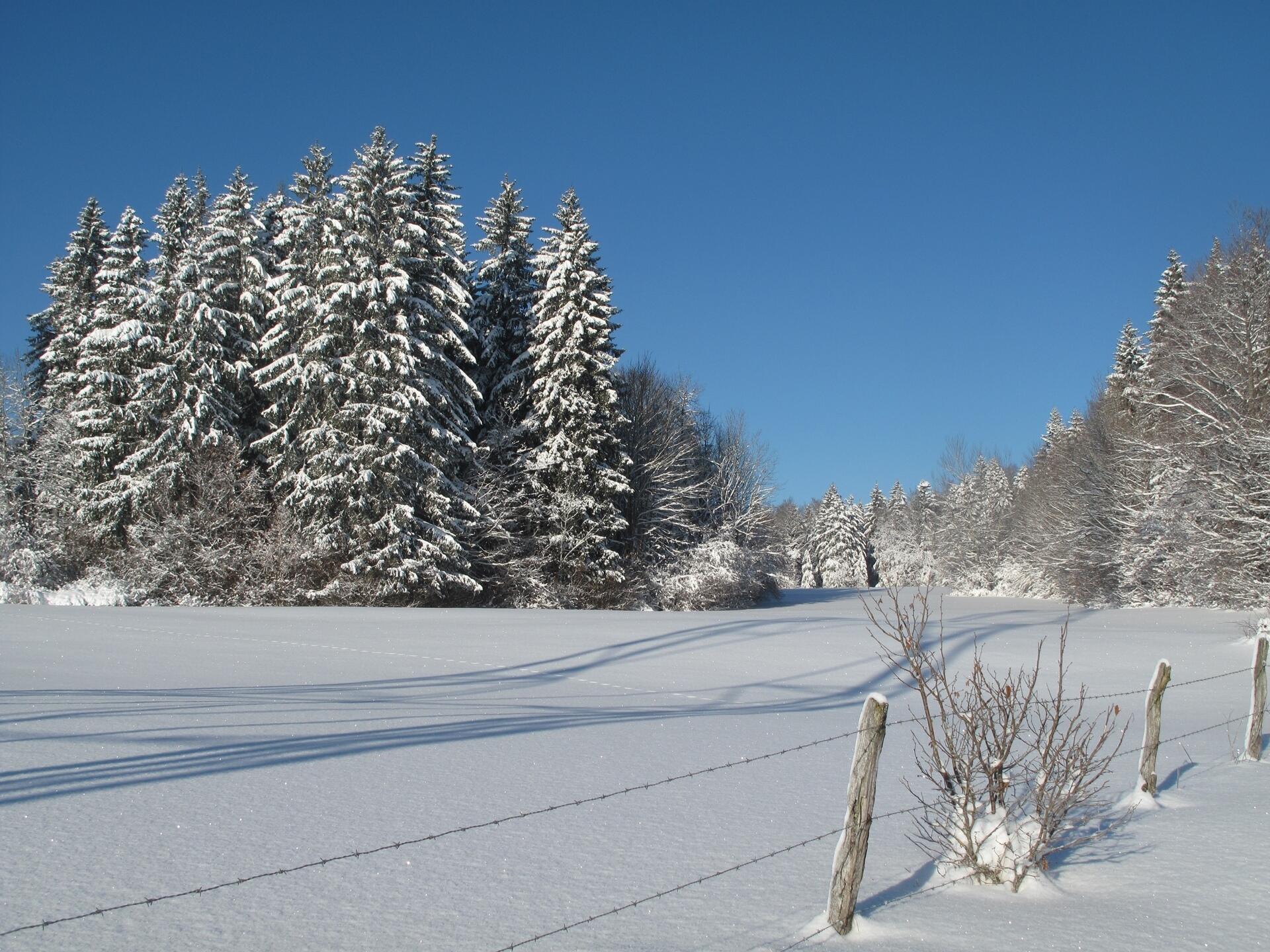 Paysages enneigés du Grandvaux  Ⓒ  Ot Haut Jura Grandvaux