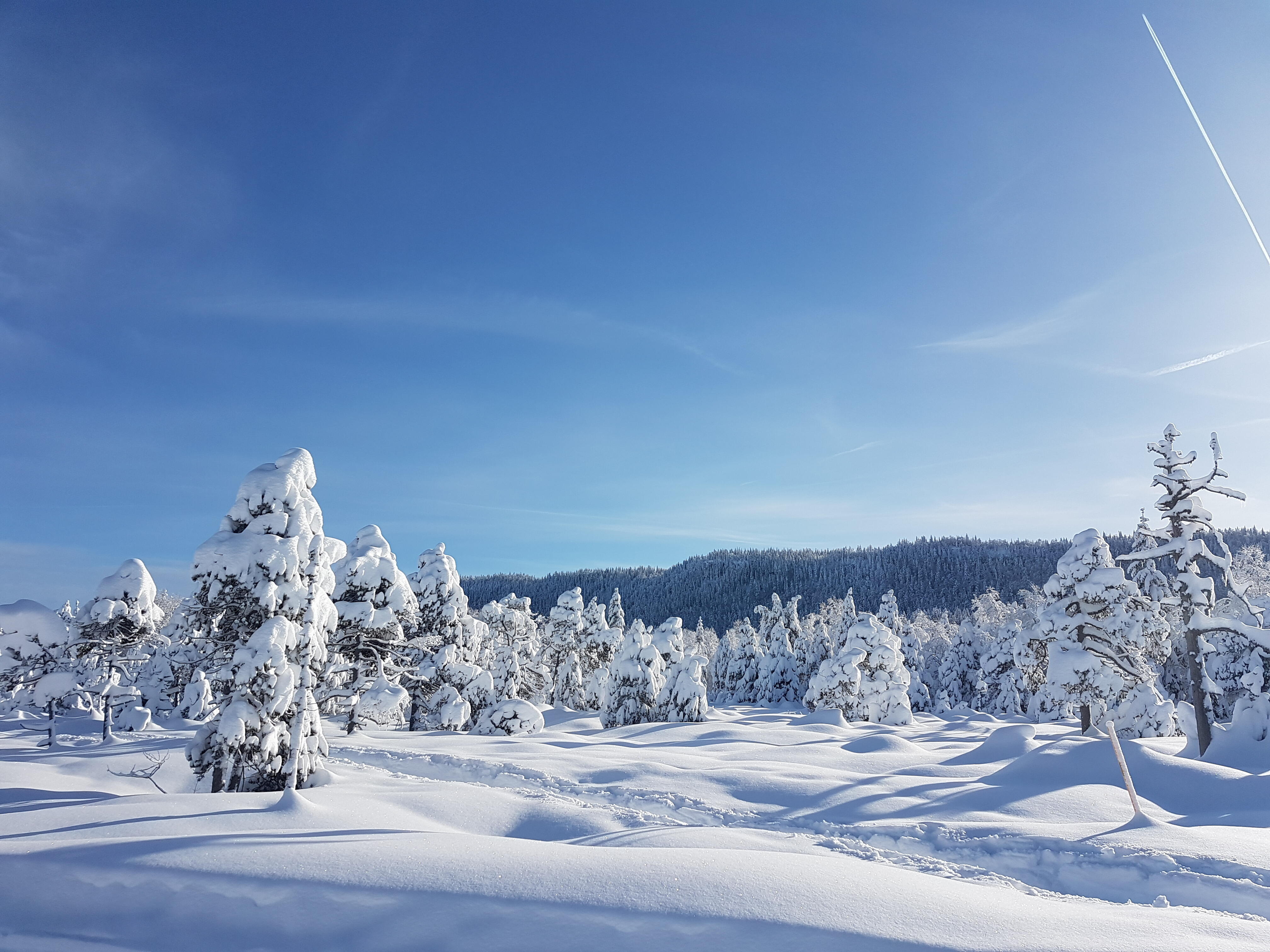 Les tourbières  Ⓒ  Lucie VINCENT